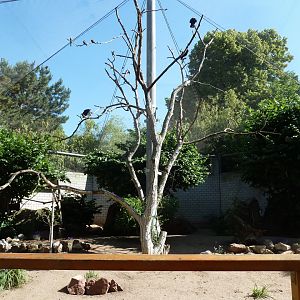 Waldrapp ibis aviary