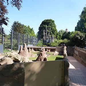 Meerkat & African porcupine enclosure