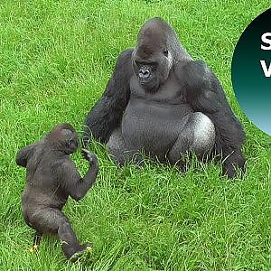 Gorilla Youngster Is Trying To Get A Reaction From His Dad The Big Silverback