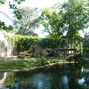 Carnivore house - Lion outside enclosure