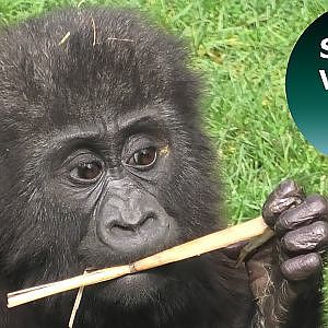 Gorilla Baby Louango