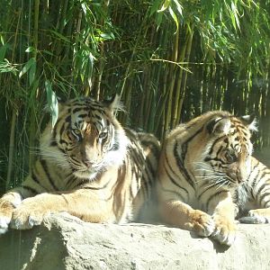 Sumatran tiger - Mum & daughter