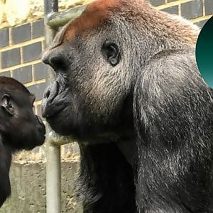 Gorilla Babies Try To Take Silverbacks Food Out Of His Mouth