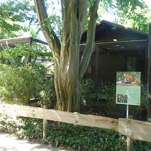 Thibetan golden cat night quarters & left-winged enclosure