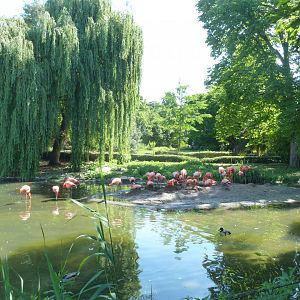 American flamingo & Dalmatian pelican pond