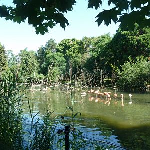 American flamingo & Dalmatian pelican pond