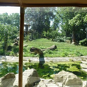 Barbary lion enclosure