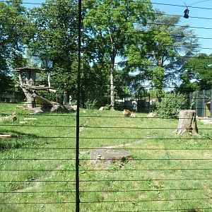 Barbary lion enclosure