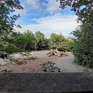 Central European wild boar and European bison paddock