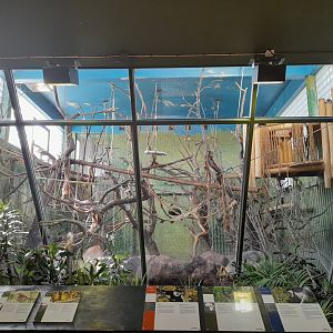 Kikuyu guereza indoor enclosure