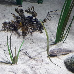 Broadnosed pipefish and Sand goby