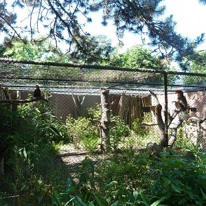 Rufous hornbill aviary