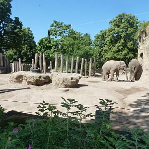 Elephant yard
