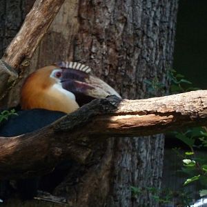 Blyth's / Papuan hornbill