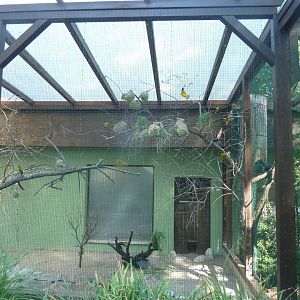 Aviary for western village weaver and yellow-crowned gonolek