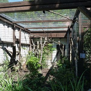 Visayan tarictic hornbill aviary