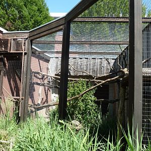 Binturong outside enclosure