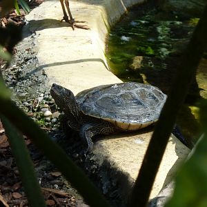 South American aviary - False map turtle