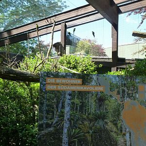 South American aviary - Grey-breasted parakeet