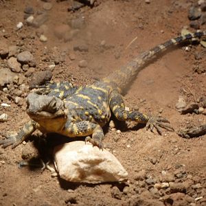 Orange spotted agama (black hardun)
