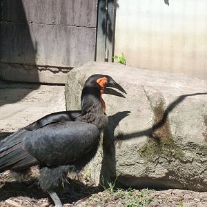 Southern ground hornbill