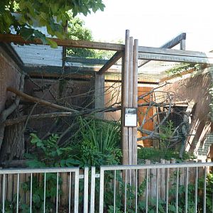 Eastern ring-tailed vontsira enclosure