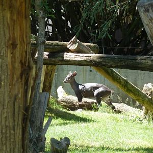 Michie's tufted deer