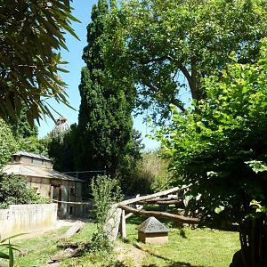 Nepalese red panda & Michie's tufted deer mixed enclosure