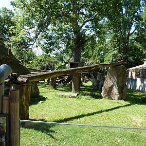 Nepalese red panda & Michie's tufted deer mixed enclosure
