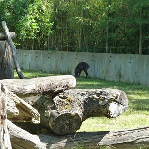 Nepalese red panda & Michie's tufted deer mixed enclosure