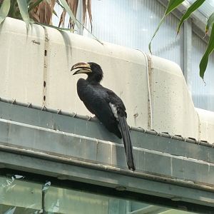 West African pied hornbill