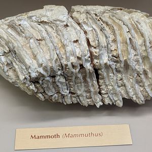 Mammoth (Mammuthus sp.) Molar