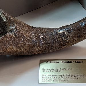 Aetosaur (Desmatosuchus haplocerus) shoulder spike