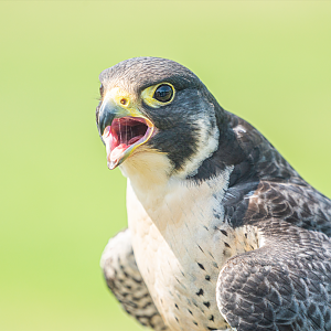 Ricky the male Peregrine Falcon