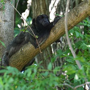 Black howler (Alouatta caraya)