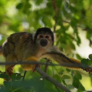 Black-capped squirrel monkey (Saimiri boliviensis)