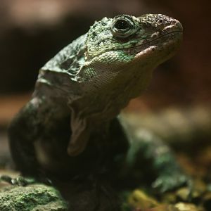 Utila spiny-tailed iguana (Ctenosaura bakeri)