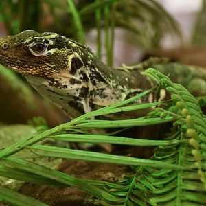 Motagua spiny-tailed iguana (Ctenosaura palearis)