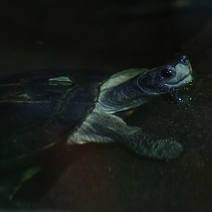 Southeast Asian box turtle (Cuora amboinensis)