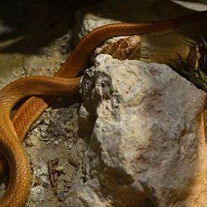 Pantherophis alleghaniensis
