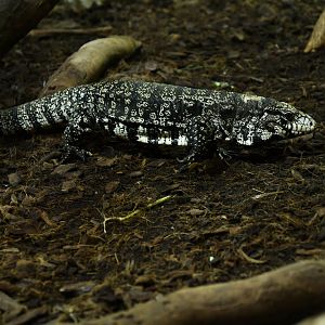 Argentine black and white tegu (Saltator merianae)