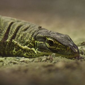 Sand goanna (Varanus gouldii)