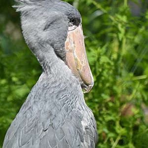 Shoebill Balaeniceps rex