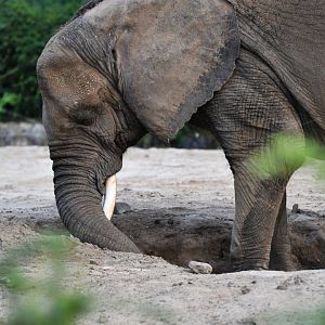 Bush elephant (Loxodonta africana)