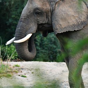 Bush elephant (Loxodonta africana)