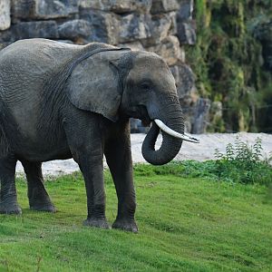 Bush elephant (Loxodonta africana)