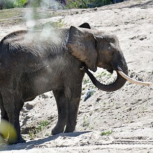 Bush elephant (Loxodonta africana)