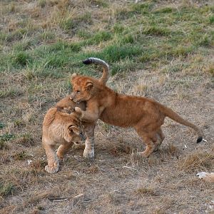 Lion cubs games