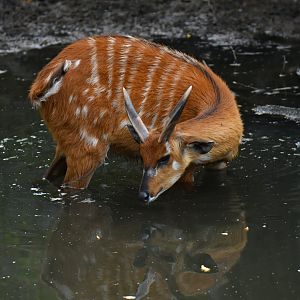 Sitatunga (Tragelaphus speikei)