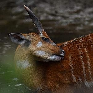 Sitatunga (Tragelaphus speikei)
